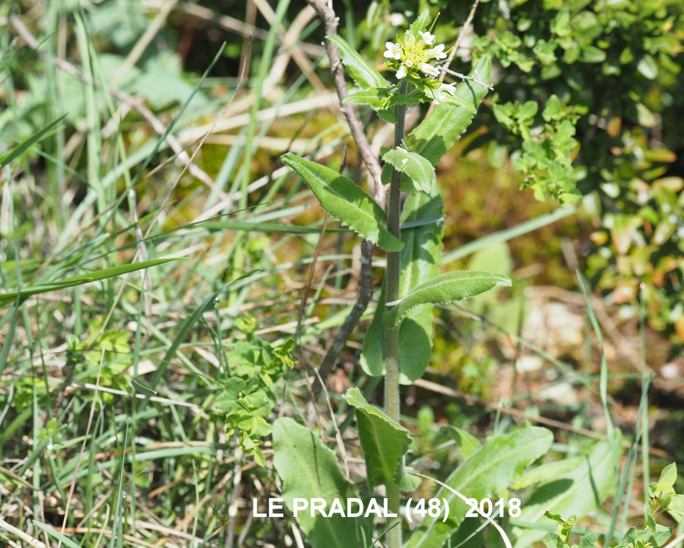 Rock-cress, [Eared] plant